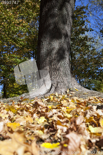 Image of The fallen to the ground