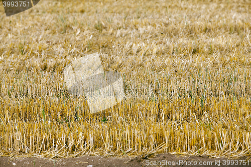 Image of ripe wheat crop