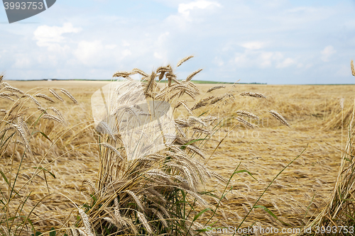 Image of farm field cereals