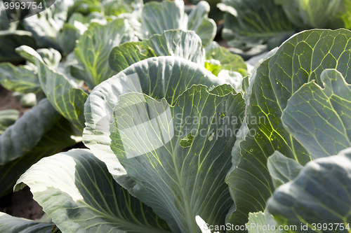 Image of Field with cabbage, summer