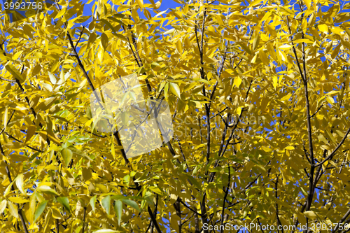 Image of autumn in the park