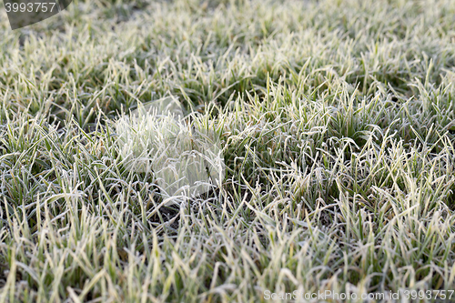 Image of young grass plants, close-up