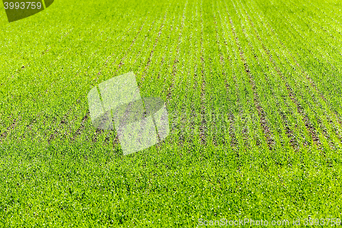 Image of Agriculture. cereals. Spring