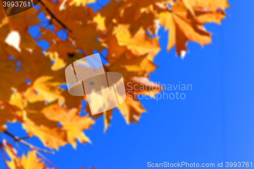 Image of autumn in the park