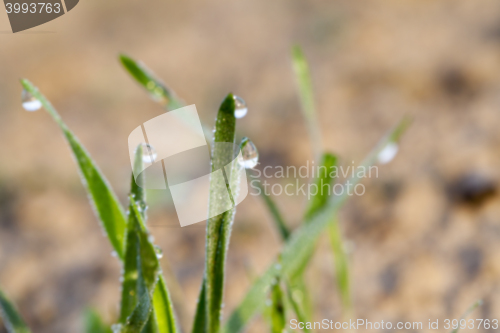 Image of young grass plants, close-up