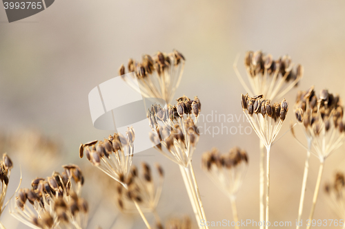 Image of mature dill close-up