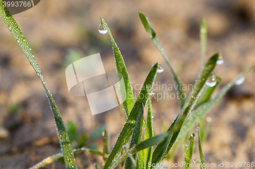 Image of young grass plants, close-up