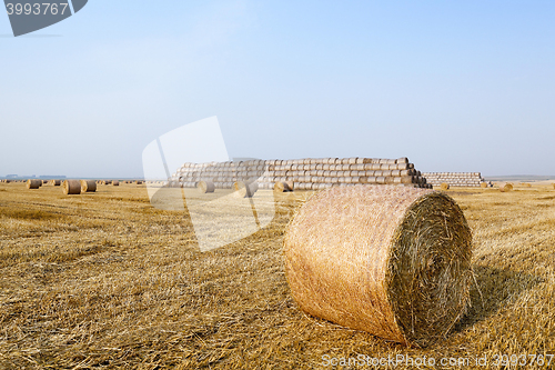 Image of stack of straw in the field