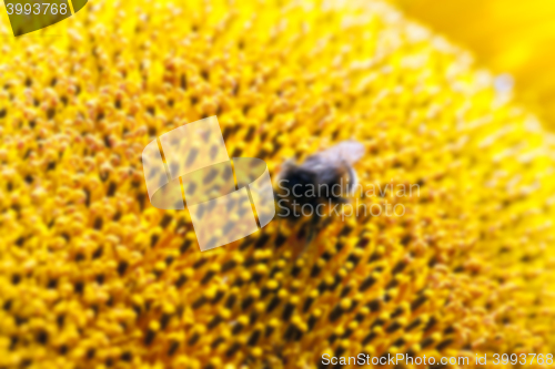 Image of flower Sunflower, close-up