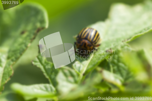 Image of Colorado potato beetle in the field