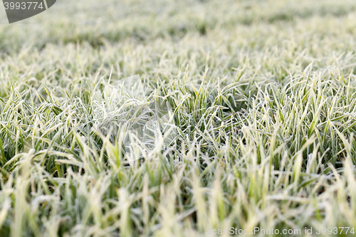 Image of young grass plants, close-up