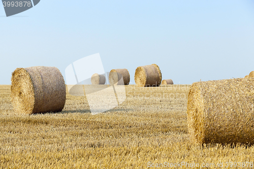 Image of stack of straw in the field