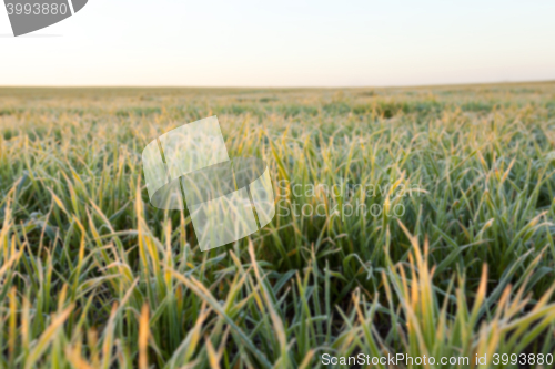 Image of wheat during frost