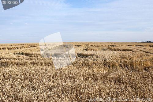Image of ripe yellow cereals