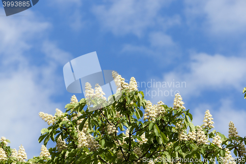 Image of blooming chestnut tree in the spring