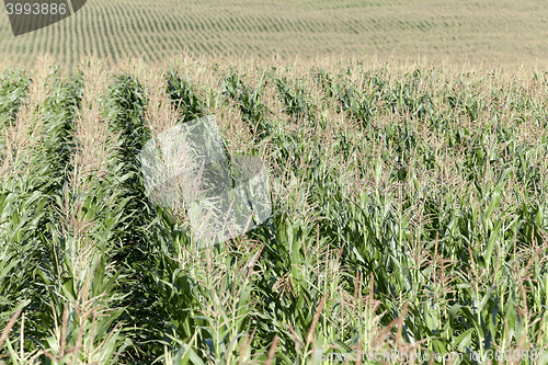 Image of corn field, agriculture