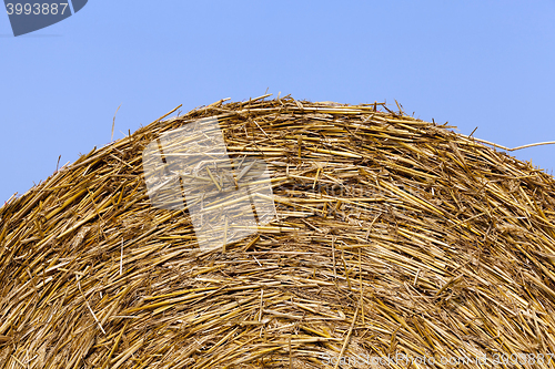 Image of haystacks in a field of straw