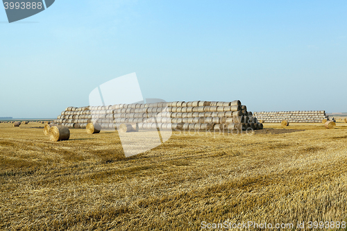 Image of haystacks in a field of straw