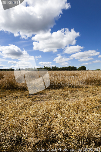 Image of harvest of cereals