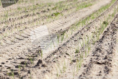 Image of field with green onions