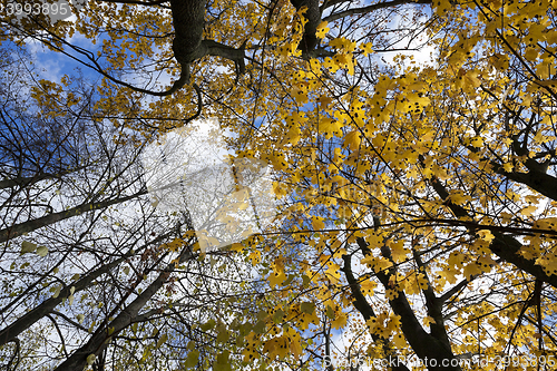 Image of Park in autumn