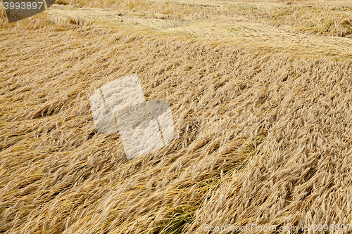 Image of ripe yellow cereals