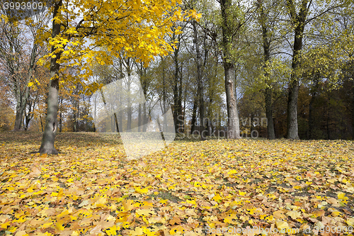 Image of The fallen to the ground.