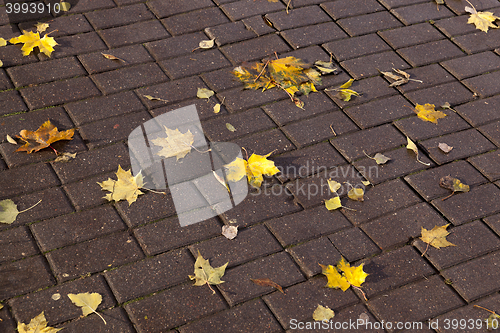 Image of leaves on the sidewalk, autumn