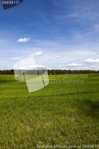 Image of sprouted cereal. Spring