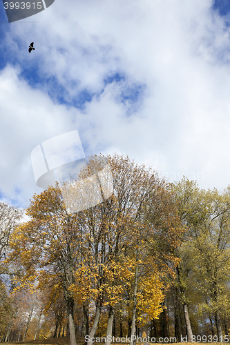 Image of yellowing leaves on the trees