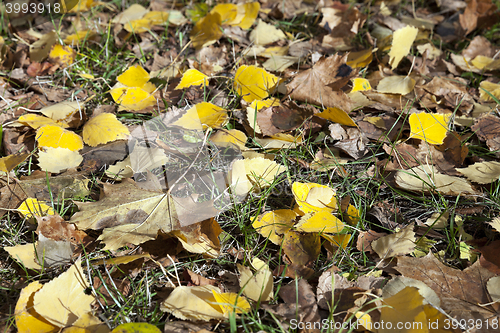 Image of autumn in the park