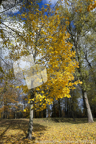 Image of Park in autumn