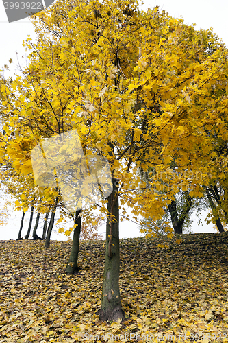 Image of autumn in the park