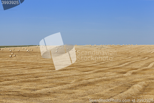 Image of haystacks in a field of straw