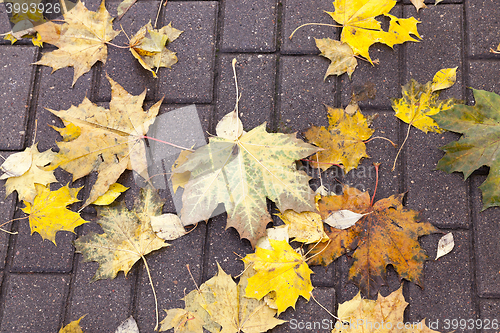 Image of leaves on the sidewalk, autumn
