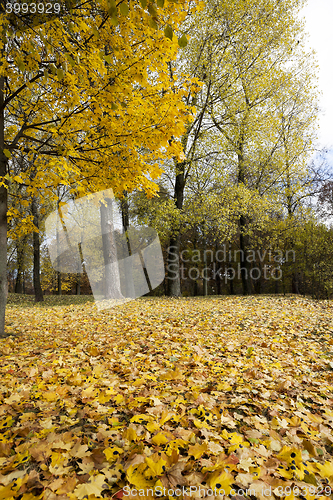 Image of yellowed maple leaves