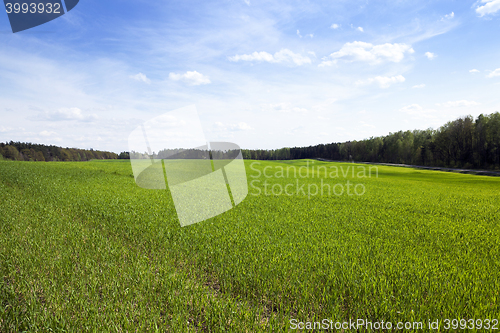 Image of cereal field in spring