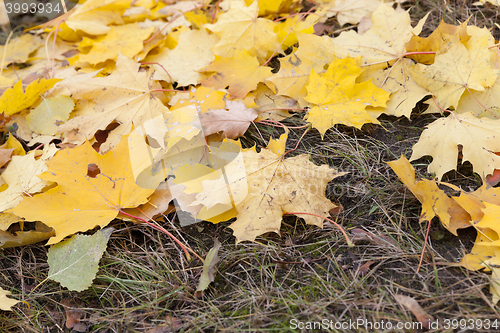 Image of fallen leaves in autumn