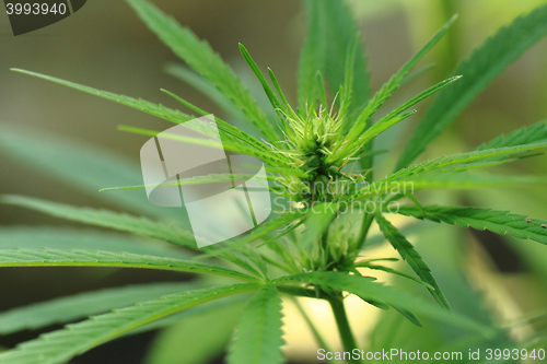 Image of green marijuana plant