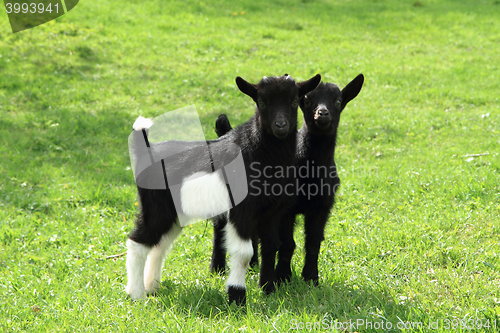 Image of black goat babies in the grass