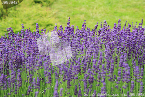 Image of violet lavender field