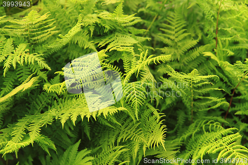 Image of green fern leaves texture