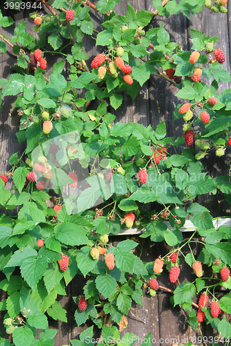 Image of raspberries plant background