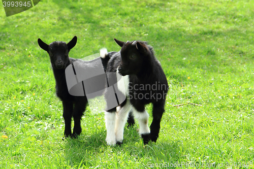 Image of black goat babies in the grass