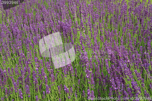 Image of violet lavender field