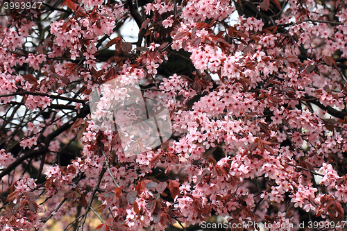 Image of cherries flowers background