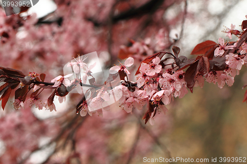 Image of cherries flowers background