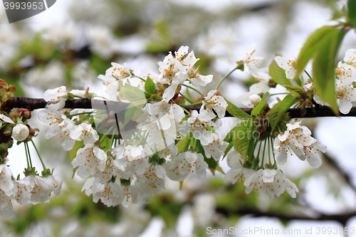 Image of apple flowers background