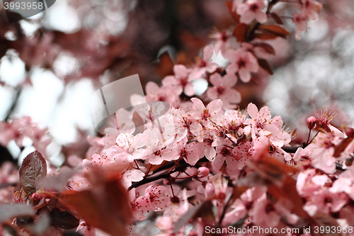 Image of cherries flowers background