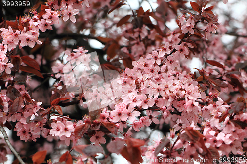 Image of cherries flowers background